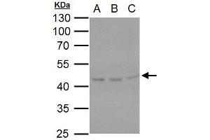 Image no. 5 for anti-serpin Peptidase Inhibitor, Clade H (Heat Shock Protein 47), Member 1, (Collagen Binding Protein 1) (SERPINH1) (Internal Region) antibody (ABIN2855536)