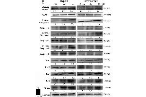 Image no. 1 for anti-Caspase 3 (CASP3) (AA 60-100) antibody (ABIN724625)
