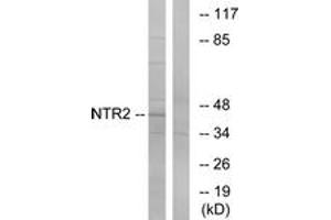 anti-Neurotensin Receptor 2 (NTSR2) (AA 151-200) antibody
