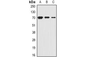Image no. 2 for anti-Solute Carrier Family 20 (Phosphate Transporter), Member 2 (SLC20A2) (full length) antibody (ABIN6004394)