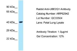 anti-Ubiquitin-Conjugating Enzyme E2Q Family Member 1 (UBE2Q1) (Middle Region) antibody