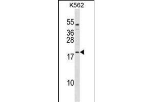 TCF15 Antibody (Center) (ABIN1538636 and ABIN2849746) western blot analysis in K562 cell line lysates (35 μg/lane).
