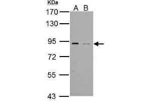 Image no. 1 for anti-phosphodiesterase 4B, cAMP-Specific (PDE4B) (C-Term) antibody (ABIN2855498)