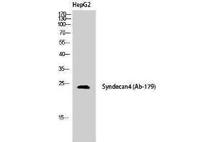 Image no. 1 for anti-Syndecan 4 (SDC4) (Tyr1022) antibody (ABIN3177568)