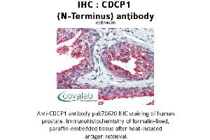 Image no. 2 for anti-CUB Domain Containing Protein 1 (CDCP1) (N-Term) antibody (ABIN1732919)