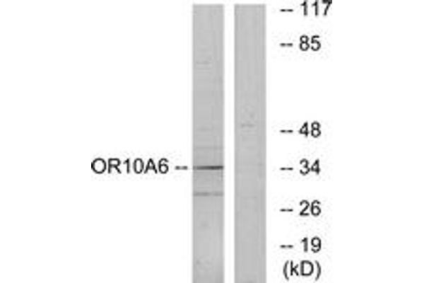 anti-Olfactory Receptor, Family 10, Subfamily A, Member 6 (OR10A6) (AA 241-290) antibody