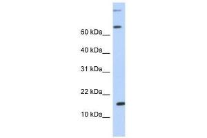 Image no. 1 for anti-Chemokine (C-C Motif) Ligand 7 (CCL7) (N-Term) antibody (ABIN927307)
