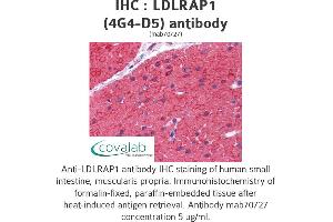 Image no. 3 for anti-Low Density Lipoprotein Receptor Adaptor Protein 1 (LDLRAP1) (AA 1-264), (full length) antibody (ABIN1723584)