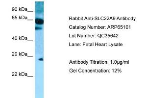 anti-Solute Carrier Family 22 (Organic Anion Transporter), Member 9 (SLC22A9) (C-Term) antibody
