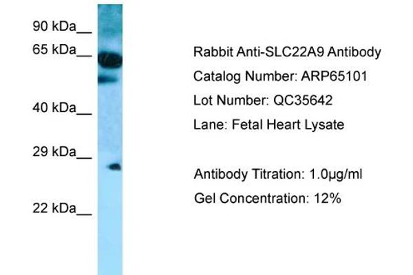 anti-Solute Carrier Family 22 (Organic Anion Transporter), Member 9 (SLC22A9) (C-Term) antibody