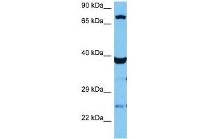 Image no. 3 for anti-Transcription Factor 12 (TCF12) (N-Term) antibody (ABIN2774659)