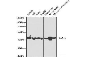 ACAT1 Antikörper