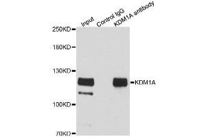 Image no. 3 for anti-Lysine (K)-Specific Demethylase 1A (KDM1A) antibody (ABIN6567175)