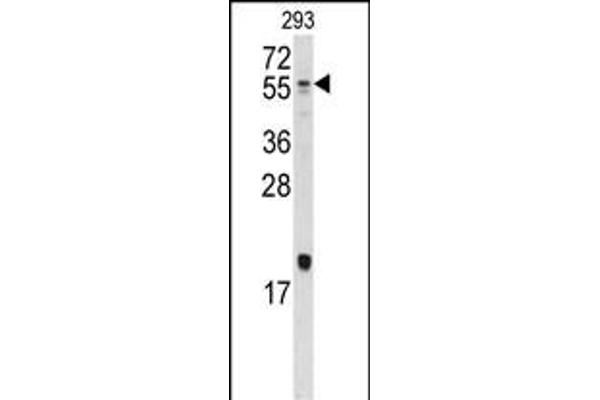 BMP10 antibody  (N-Term)