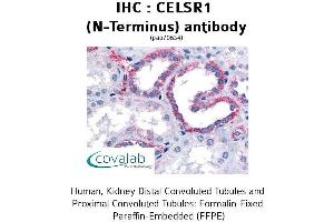 CELSR1 抗体  (Extracellular Domain, N-Term)