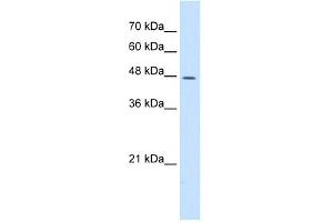 Image no. 1 for anti-Dolichyl-diphosphooligosaccharide--Protein Glycosyltransferase (DDOST) (N-Term) antibody (ABIN630468)