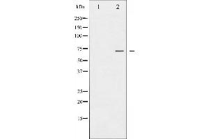 Image no. 1 for anti-Protein Kinase C, zeta (PRKCZ) (pThr410) antibody (ABIN6256558)