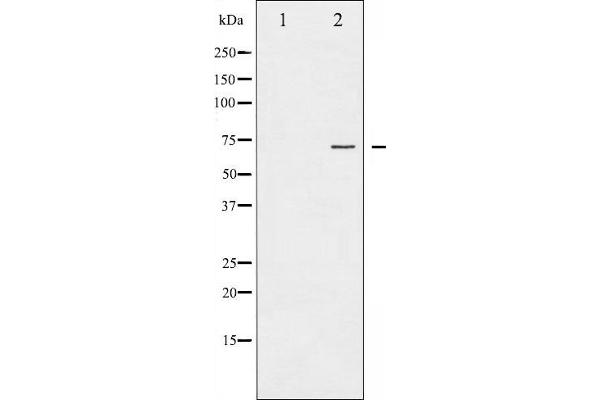 PKC zeta anticorps  (pThr410)