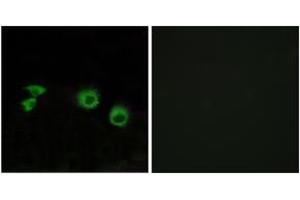 Image no. 2 for anti-TNF Receptor-Associated Factor 3 Interacting Protein 1 (TRAF3IP1) (AA 221-270) antibody (ABIN1534467)
