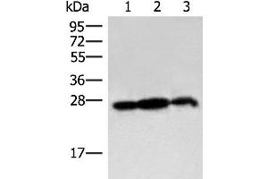 Western blot analysis of 293T cell and Rat brain tissue lysates using PDAP1 Polyclonal Antibody at dilution of 1:400
