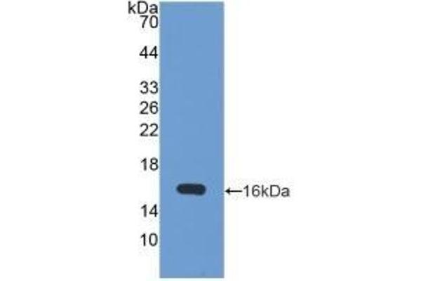 ATG7 抗体  (AA 429-488)