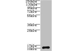 SH3BGRL3 antibody  (AA 2-93)