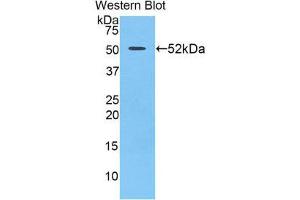 Image no. 1 for anti-Uracil phosphoribosyltransferase (FUR1) Homolog (UPRT) (AA 75-297) antibody (ABIN1860911)