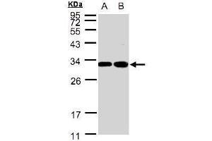 Image no. 2 for anti-Protein Kinase, AMP-Activated, beta 1 Non-Catalytic Subunit (PRKAB1) (Center) antibody (ABIN2856423)