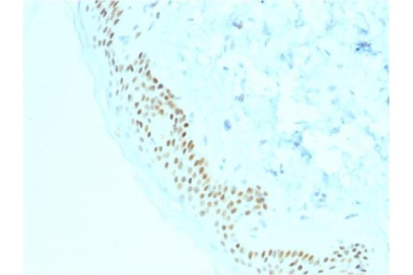 p63 antibody