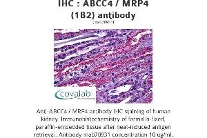 Image no. 1 for anti-ATP-Binding Cassette, Sub-Family C (CFTR/MRP), Member 4 (ABCC4) (AA 1-110) antibody (ABIN1723780)