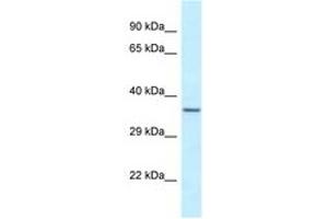 Image no. 1 for anti-Exosome Component 9 (EXOSC9) (N-Term) antibody (ABIN6747690)