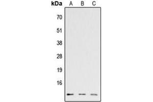 Image no. 1 for anti-Chemokine (C-C Motif) Ligand 26 (CCL26) (Center) antibody (ABIN2705723)
