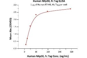 Immobilized Human B7-H6, His Tag (ABIN6386456,ABIN6388280) at 10 μg/mL (100 μL/well) can bind Human NKp30, Fc Tag (ABIN2181533,ABIN2181532) with a linear range of 2-78 ng/mL (QC tested).