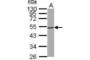 Image no. 3 for anti-Tubulin, beta 2C (TUBB2C) (Internal Region) antibody (ABIN1493535)