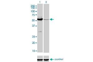 Image no. 2 for anti-MutY Homolog (E. Coli) (MUTYH) (AA 436-535) antibody (ABIN561883)