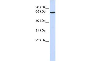 Image no. 1 for anti-ADAM Metallopeptidase Domain 9 (ADAM9) (Middle Region) antibody (ABIN2782602)