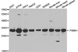 Image no. 2 for anti-Proteasome Subunit alpha Type 1 (PSMA1) antibody (ABIN3016184)
