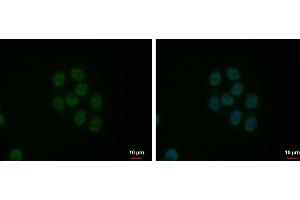 ICC/IF Image SFRS9 antibody detects SFRS9 protein at nucleus by immunofluorescent analysis.