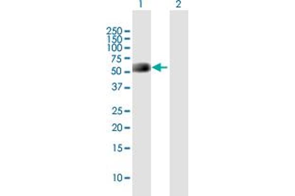 NPTXR antibody  (AA 1-489)
