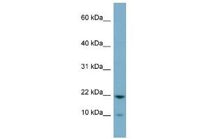 Image no. 1 for anti-PPPDE Peptidase Domain Containing 2 (PPPDE2) (Middle Region) antibody (ABIN632008)