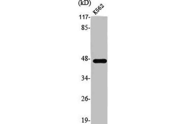 SS18 antibody  (N-Term)