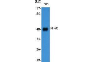 Image no. 2 for anti-Nuclear Transcription Factor Y, gamma (NFYC) (N-Term) antibody (ABIN3185874)