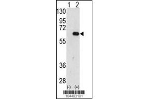 Western Blotting (WB) image for anti-Autocrine Motility Factor Receptor (AMFR) (N-Term) antibody (ABIN2159087)