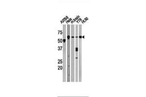 Image no. 1 for anti-Beclin 1, Autophagy Related (BECN1) (AA 210-239) antibody (ABIN388546)