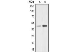 Image no. 1 for anti-Alanyl-tRNA Synthetase Domain Containing 1 (AARSD1) (Center) antibody (ABIN2705364)