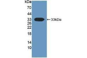 DKK1 Antikörper  (AA 33-266)