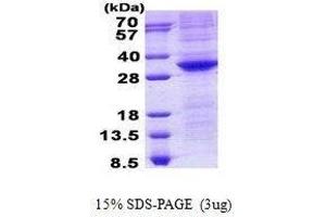 Image no. 1 for POU Class 5 Homeobox 1 (POU5F1) protein (ABIN2130927)