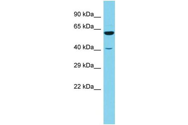 anti-arginine/serine-Rich Coiled-Coil 1 (RSRC1) (N-Term) antibody