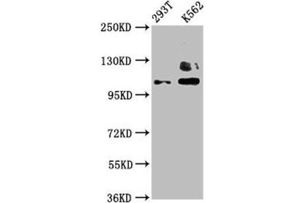 ZNF268 antibody  (AA 416-603)
