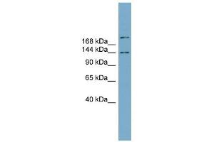 Image no. 1 for anti-Mitogen-Activated Protein Kinase Binding Protein 1 (MAPKBP1) (N-Term) antibody (ABIN632259)
